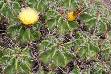 Kaktus ferocactus robustus auf Gran Canaria