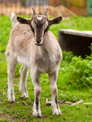 Naklejka na ściany i meble Newborn goatling on farmyard