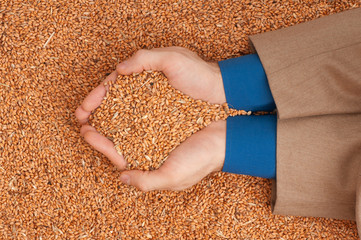 crop wheat