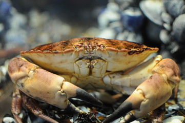 Krabbe im Aquarium
