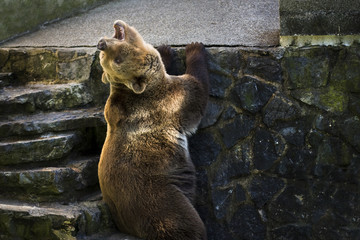brown bear roaring © Dino Hrustanovic