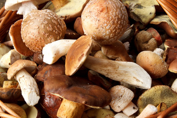 detail of fresh autumn mushroom