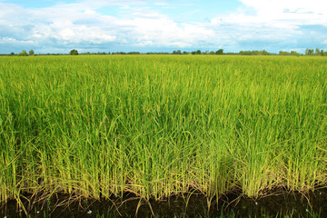 Young spike or ear of rice in rich jasmine rice field