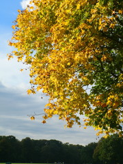 Oktober-Baum