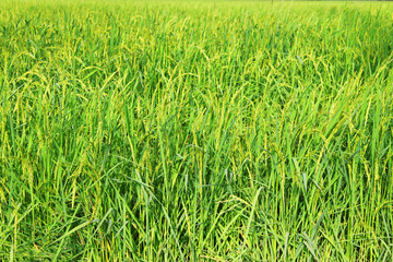 Young spike or ear of rice in rich jasmine rice field