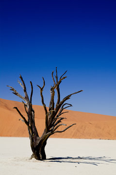 Dead vlei in namib desert in Namibia, dead trees (sossusvlei)