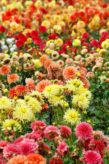 Closeup of colorful dahlias