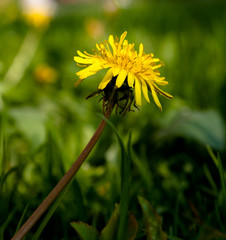Dandelion