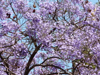 Jacaranda