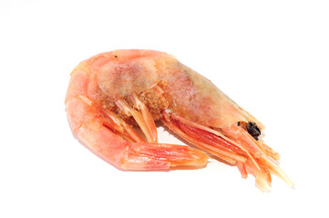 Prawn