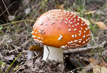 fly agaric fruit body