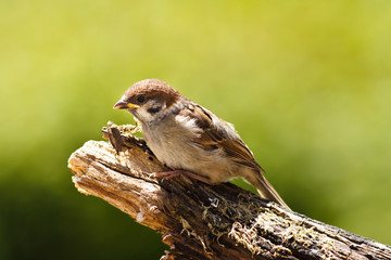 Spatzenbaby / junger Passer Montanus