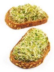 alfalfa sprouts sandwich