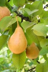 Ripe pear on tree
