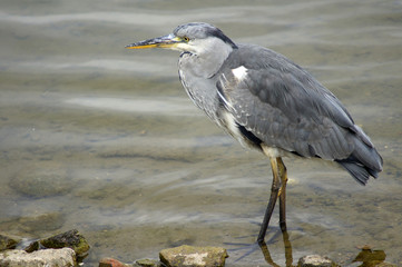 Heron In Canada Water
