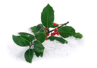Holly