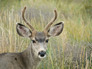 Mule Deer (Reh)