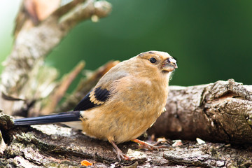 junger Gimpel (Pyrrhula pyrrhula), Dompfaff