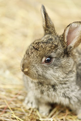 Rabbit on a hay