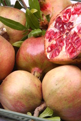 grenades,Punica granatum
