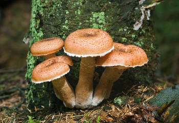 Group of four Freckled Dapperlings
