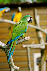amazonie