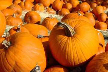 Kürbisse