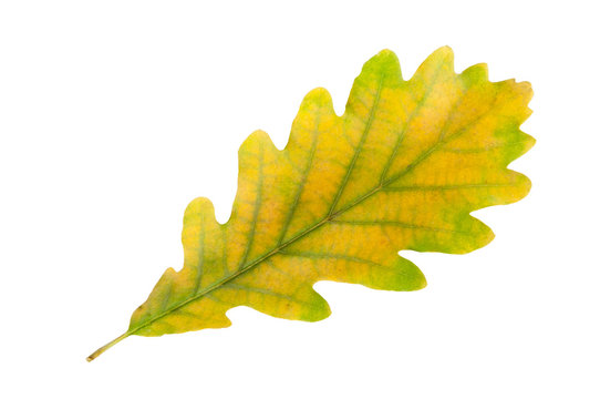 Leaf of a oak