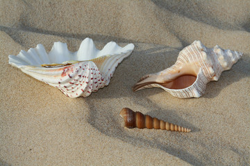 Conchas en la playa