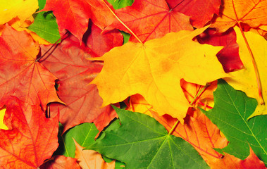 Naklejka na ściany i meble Bright colourful leaves of a maple