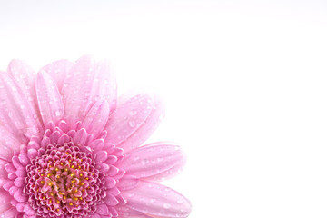 Pinke Gerbera mit Tautropfen