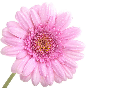 Rosa Gerbera mit Stengel und Wassertropfen