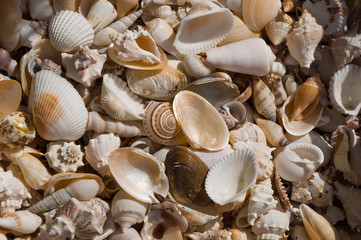 Seashells .