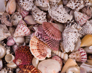 Seashells .