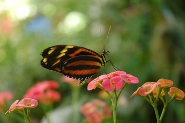 Ismenius butterfly on a flower