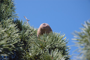 Pine cone emerge