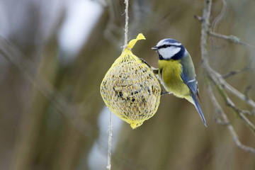 Blaumeise hängt an einem Meisenknödel