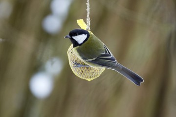 Naklejka premium Kohlmeise hängt an einem Meisenknödel