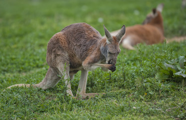 Kangaroo in the grass.