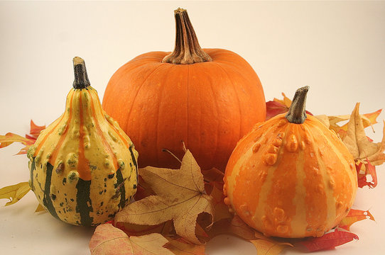 pumpkin and gourds