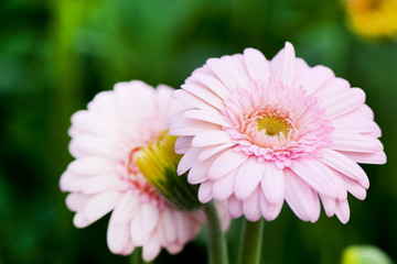 Fototapeta premium Pink Gerber plants