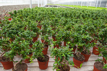 Bonsai trees in greenhouse