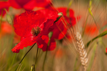 Red poppies in the grain fields