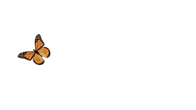 Butterfly flying and landing. Includes Alpha channel.