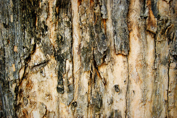 Obraz premium grunge wood tree texture