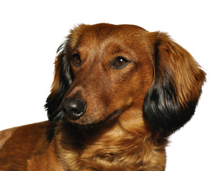 Red Long-Haired Dachshund