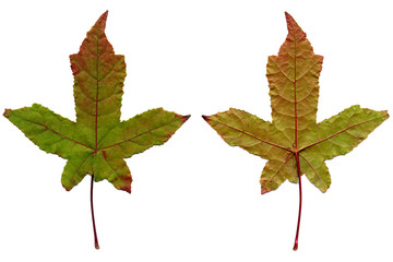 Two maple leaves