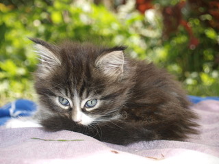 Chaton maine coon roulé en boule