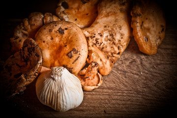 champignon lactaires délicieux