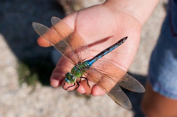 Dragonfly closeup